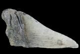 Partial Fossil Megalodon Tooth #89452-1